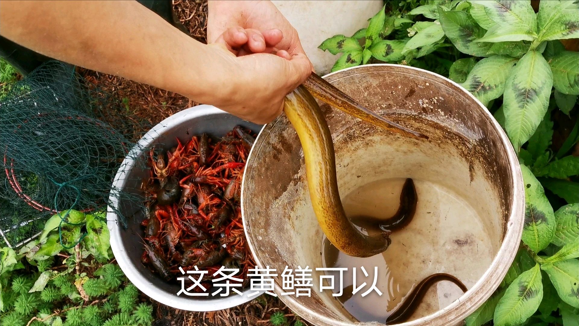 持续阴天小龙虾都在浮头,20多个地笼,不知道能取多少虾和黄鳝