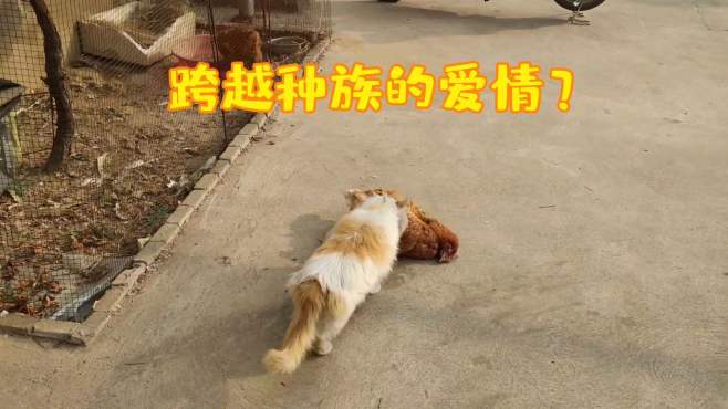 [图]猫在鸡的尸体旁久久不语，这难道是跨越种族的爱情？