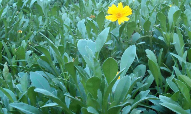 农村野菜开出黄花,味道苦,能做凉拌菜,具有多种功效