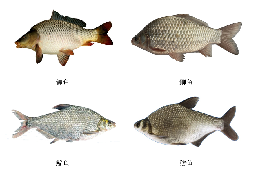 大宗淡水鱼都有哪几类鱼?如何选购和鉴别?