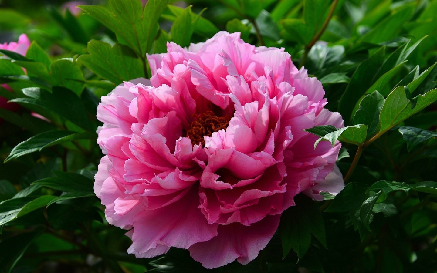 但是一只牡丹开出来的牡丹花并不是特别的多,更多的是一些叶子,而且