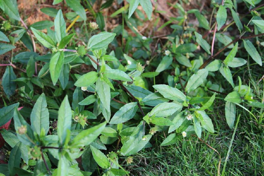 农村有一种做"猪牙菜"的野菜?能不能吃呢?