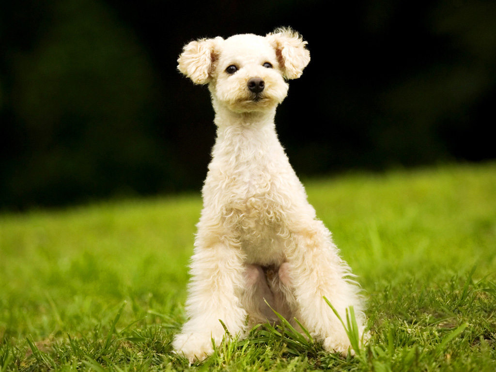 可爱迷你贵宾犬,电脑桌面壁纸,1024x768,电脑桌面壁纸