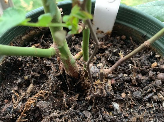 养的月季花黑杆了,修根消毒能活下来