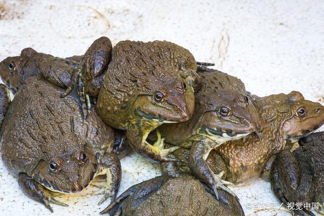 食用蛙的种类图片
