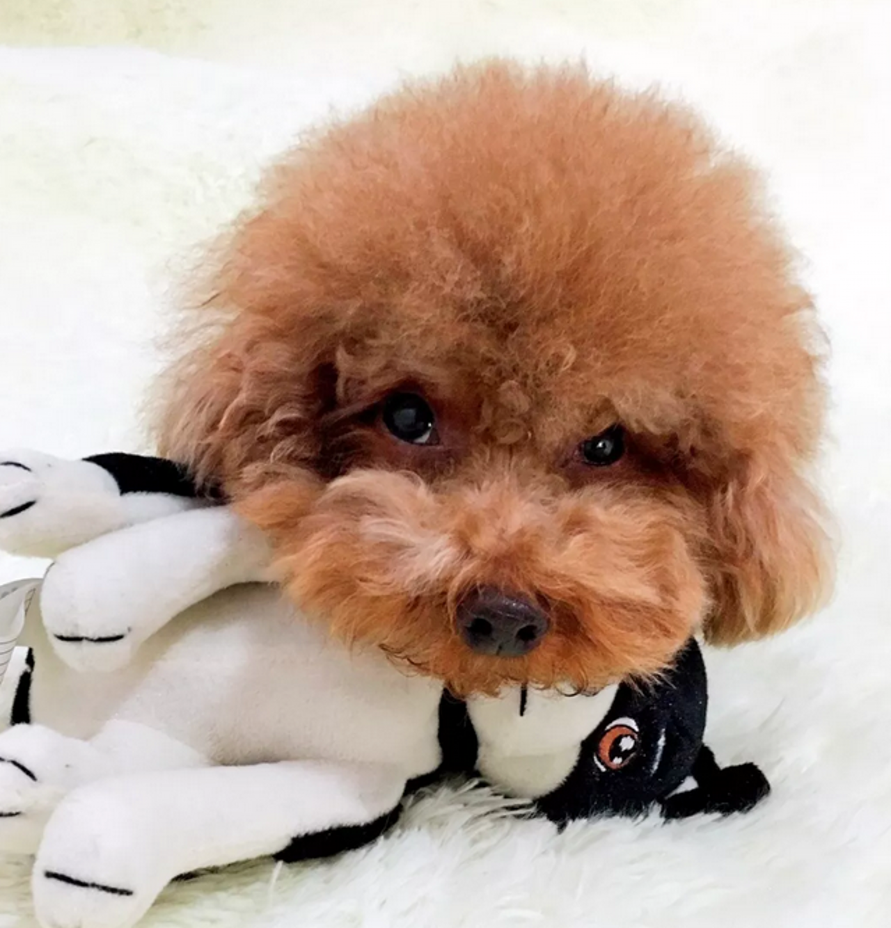 萌萌的大脸狗,能够把狗狗拍的脸大还好看的,真是厉害了!