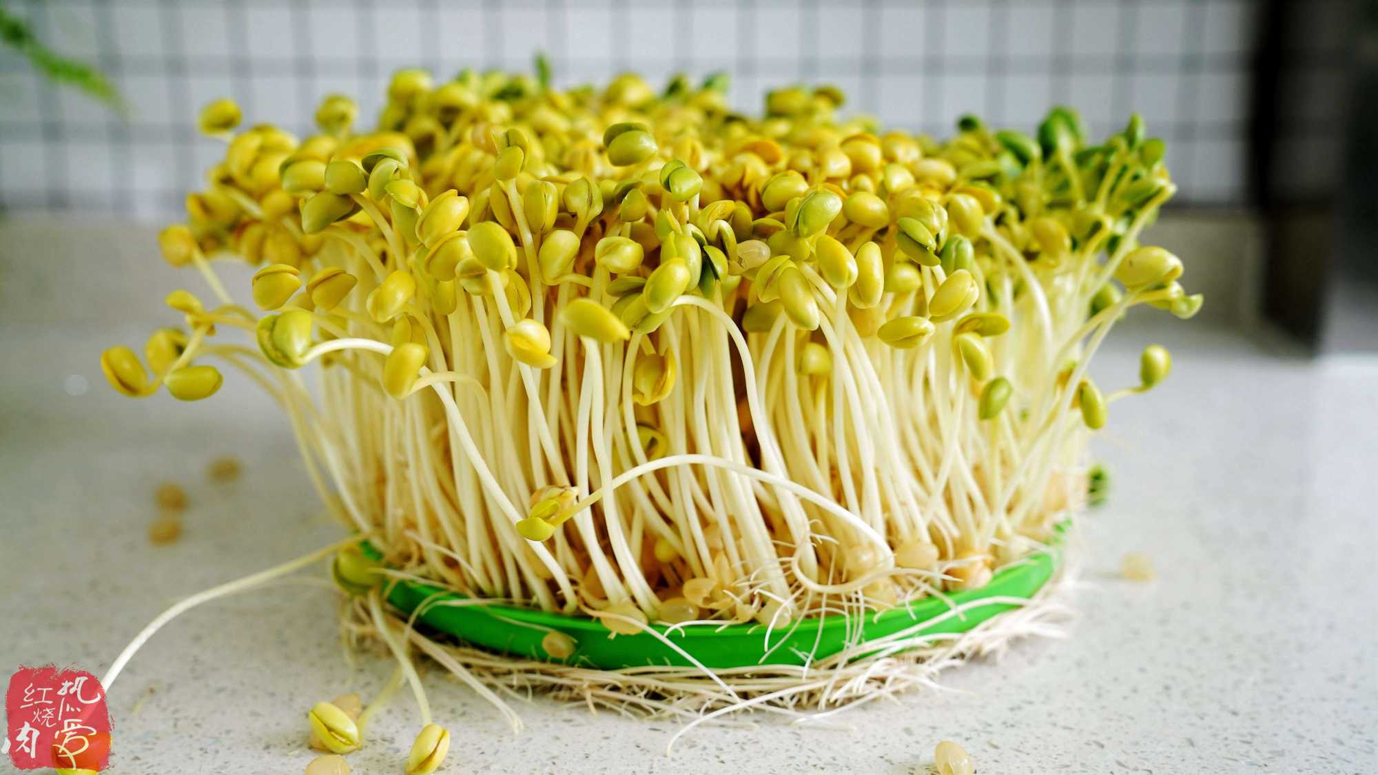 用了我这办法,发黄豆芽不会变臭一次就成功,五天就长15厘米高!