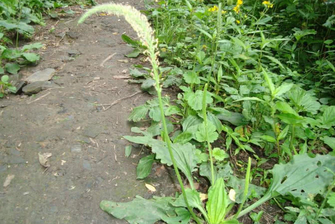 长在空地里的这种草俗称"五根草",是一种药食两用的珍贵中草药