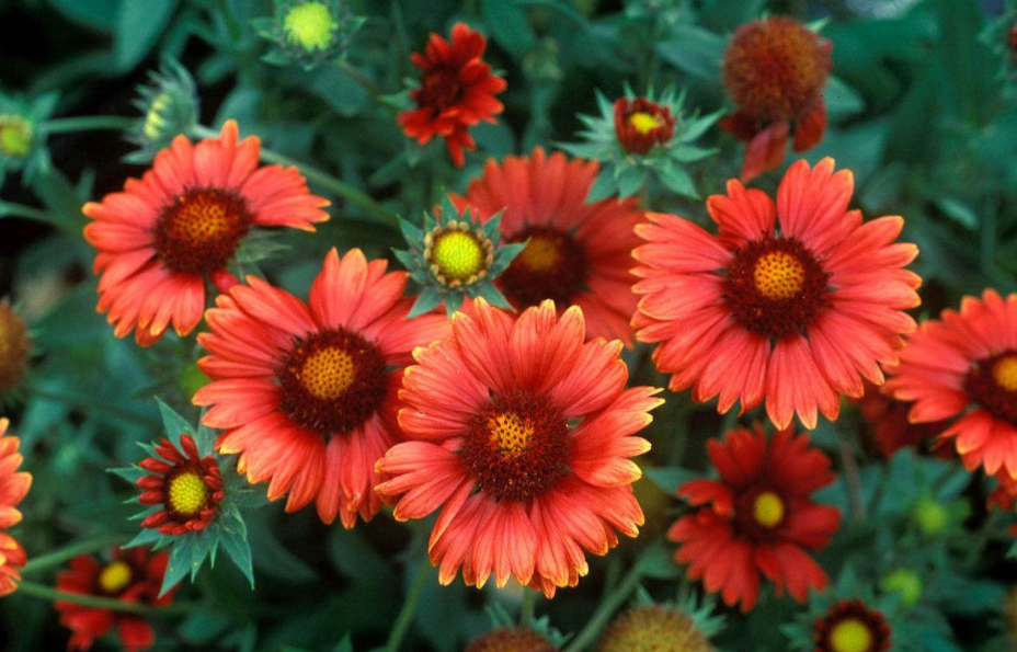 在姹紫嫣红的花草世界里,关于无人菊它的花语,和养护方法!