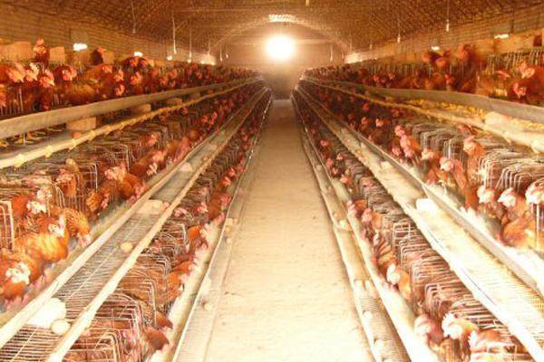 饲料鸡 - 2020年最新商品信息聚合专区 - 百度爱采购