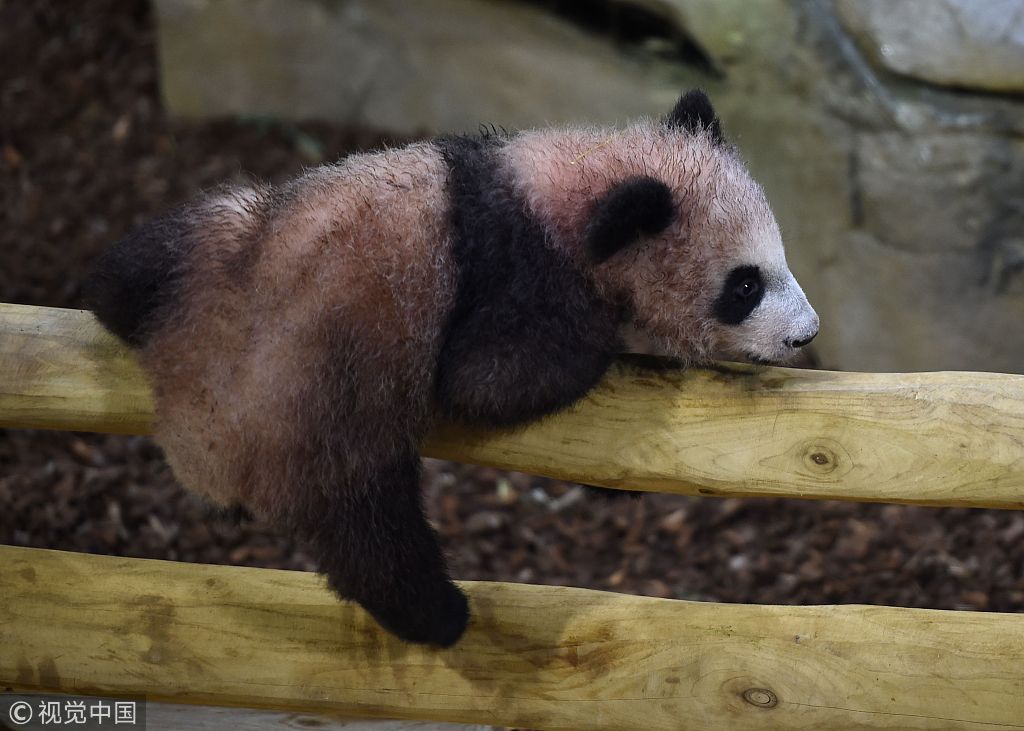 旅法大熊猫宝宝圆梦迎来首次公众参观日
