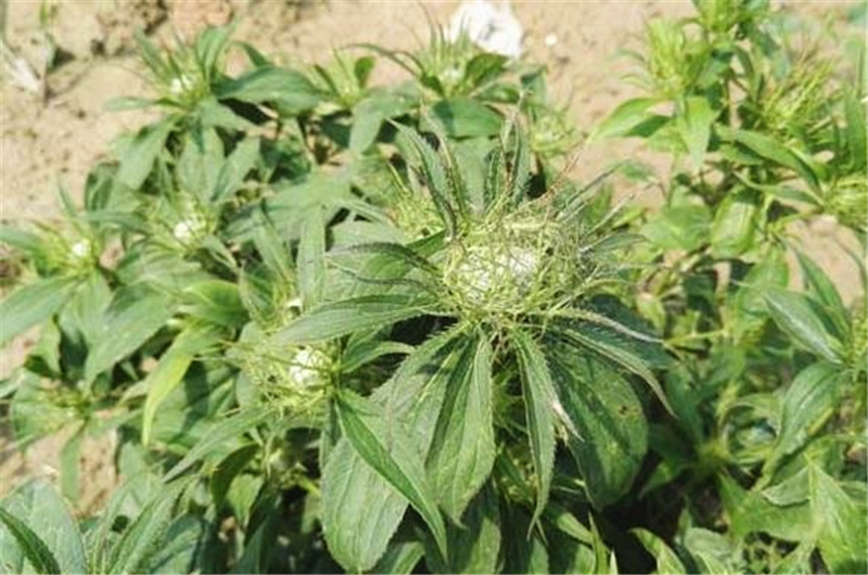 农村里的这种草,名字没几人知道,但却有健脾益气,安胎的功效!