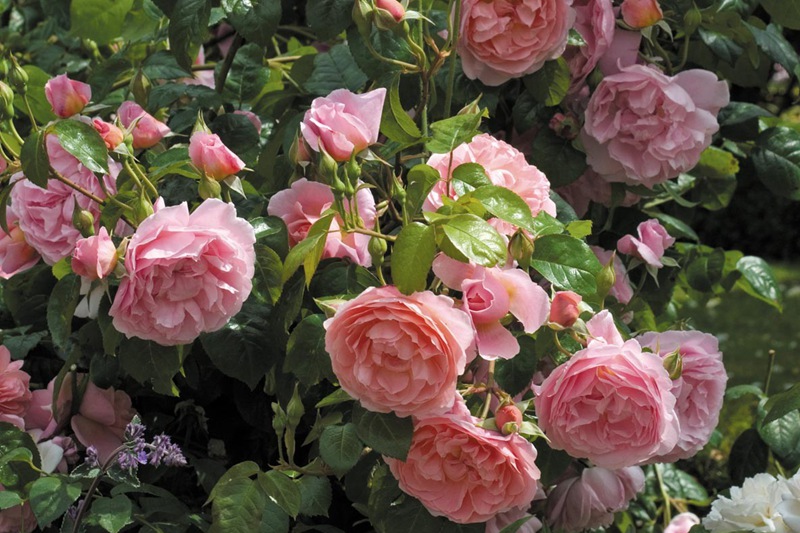 只需一个小动作,月季就能开爆盆!