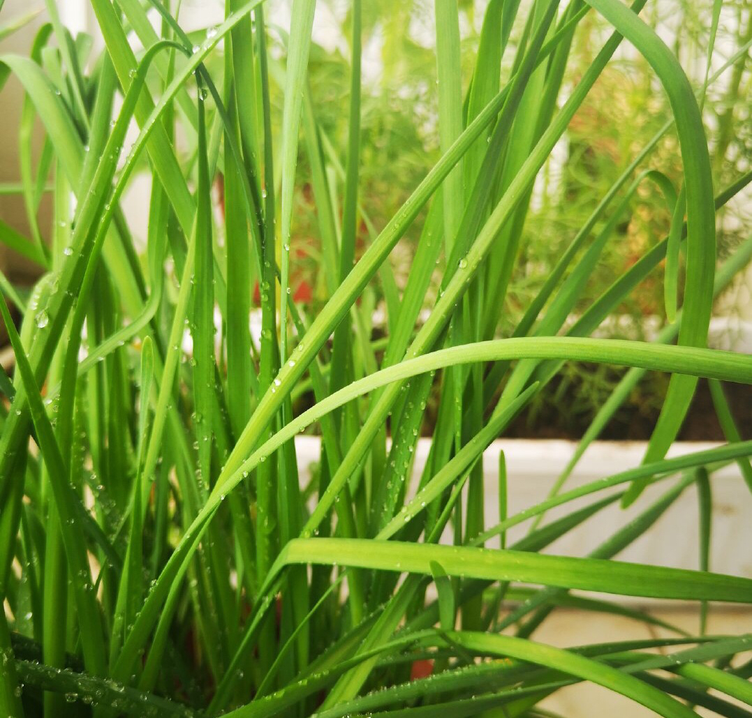 8月养盆栽韭菜,有"2招",叶宽又长,蹭蹭长,收获一茬又一茬