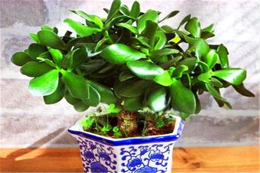 家庭养玉树,每月砍1刀,加上2块它,半年成老桩,叶子肥厚精致