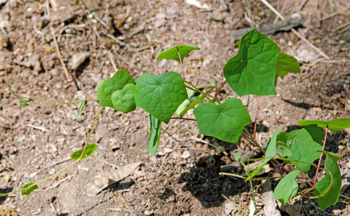 农村"蝙蝠藤"却是清热解毒的良药!还能防癌抗癌!