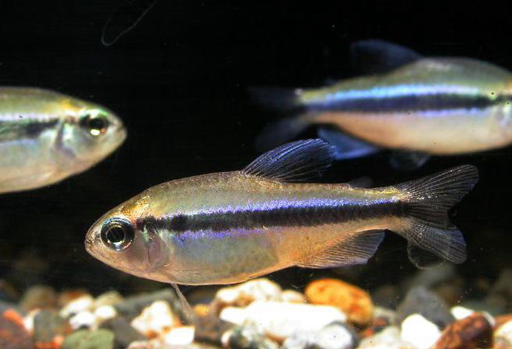 百度爱采购首页 商品专题_荧光灯因为鱼体数较多,所以必须注意青苔的