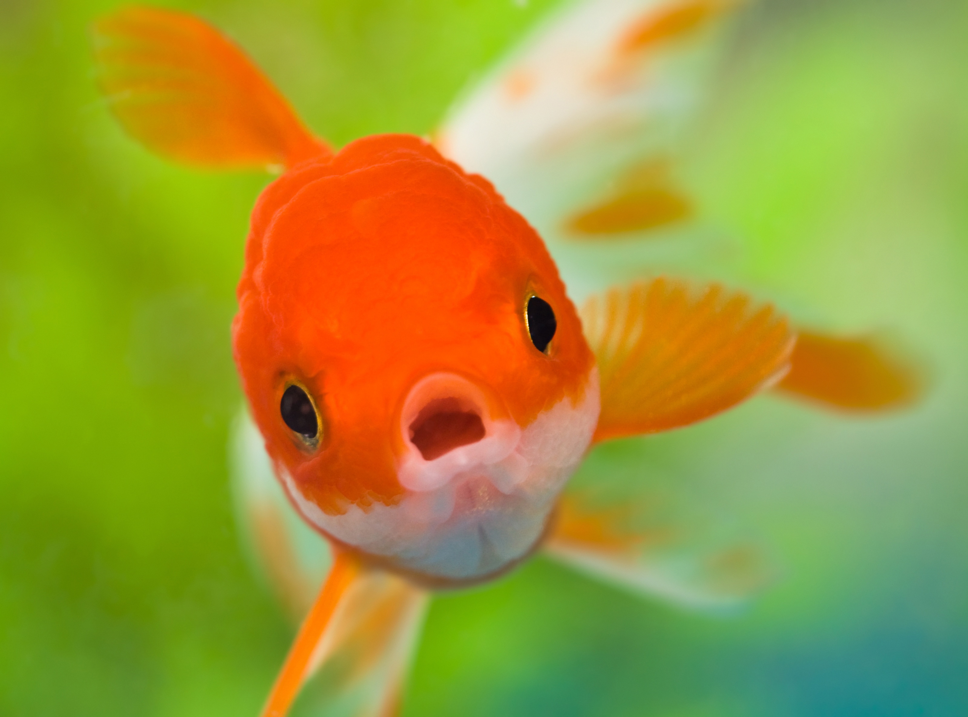 为什么什么鱼都吃的国人却唯独不吃金鱼呢?原来是这样!