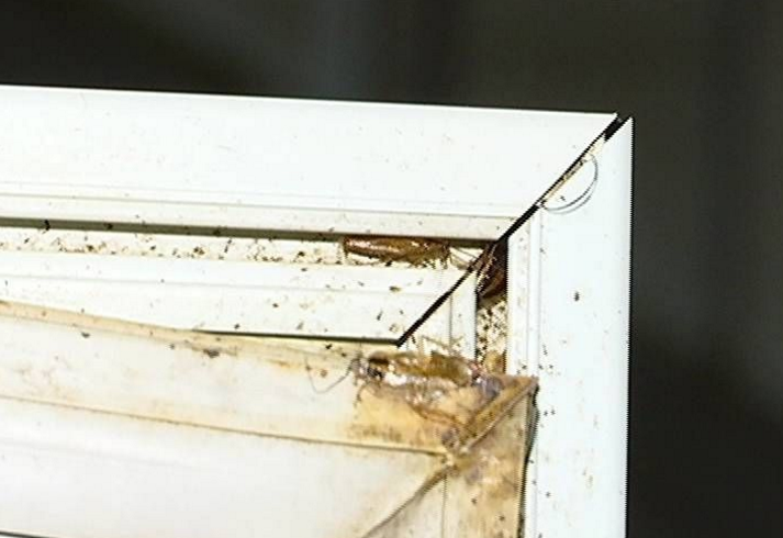 冰箱有蟑螂怎么办,冰箱压缩机有个蟑螂窝如何处理好