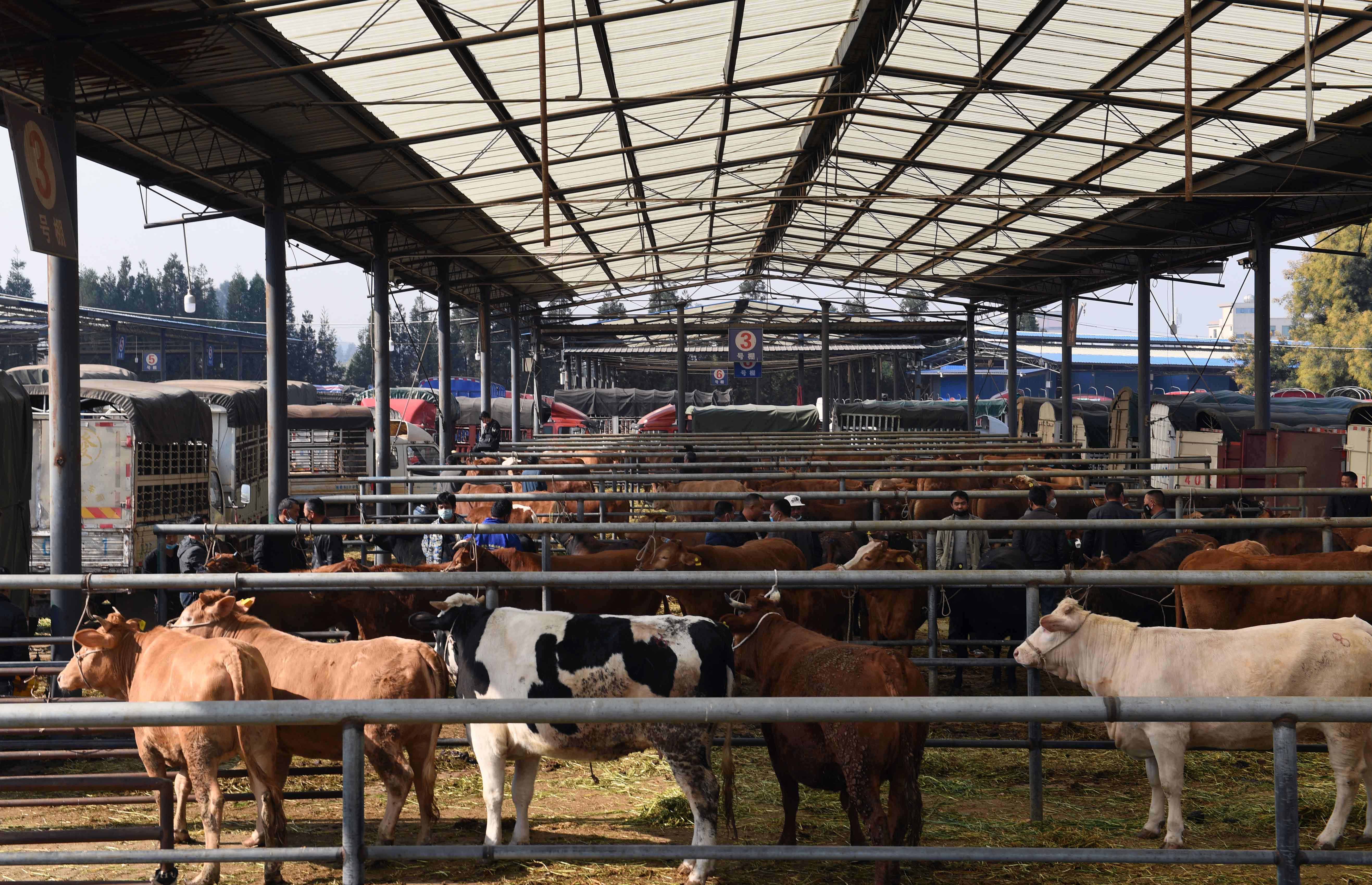 云南寻甸:牲畜市场交易忙