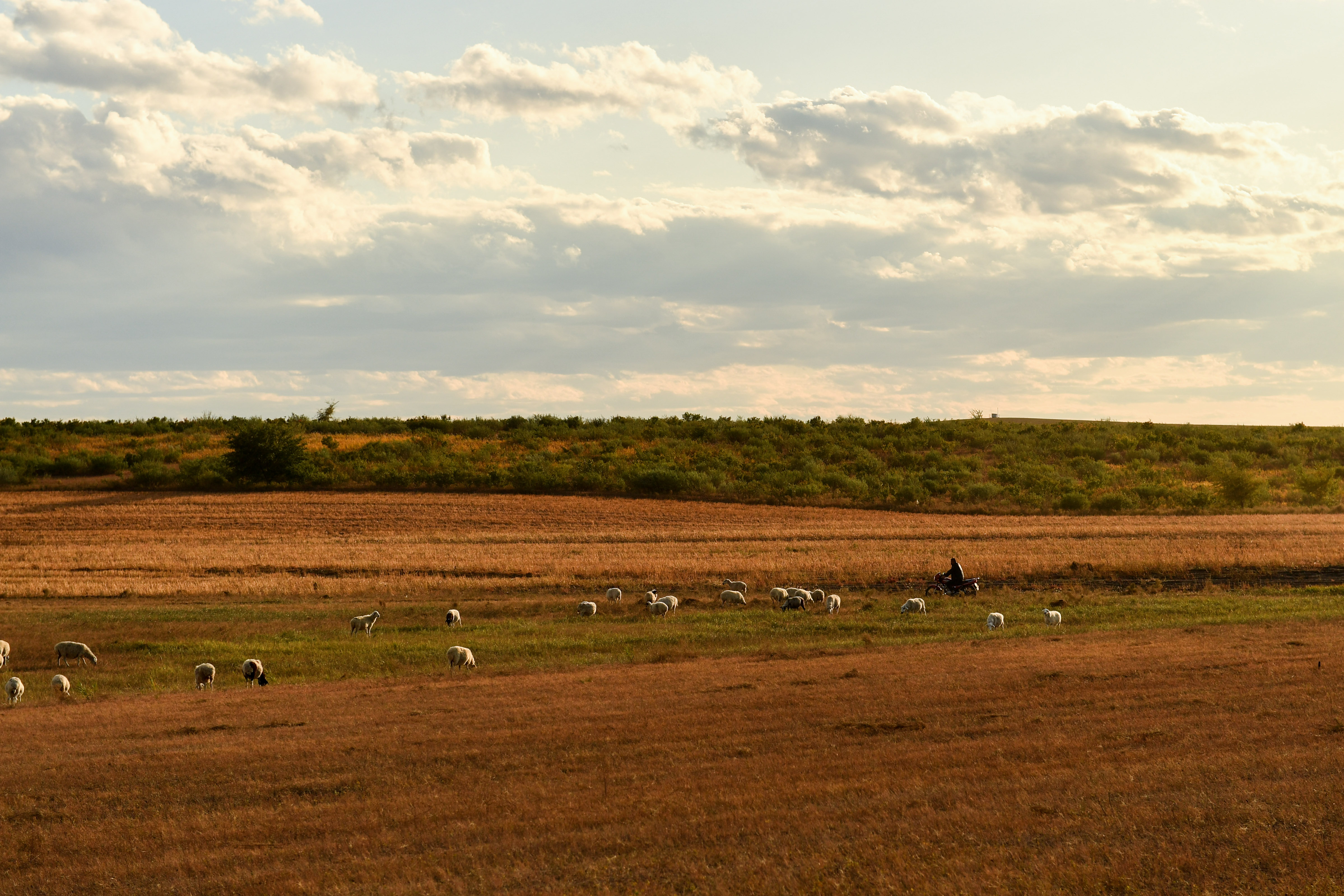 中国羊的出栏 - 2020年最新商品信息聚合专区 - 百度爱采购