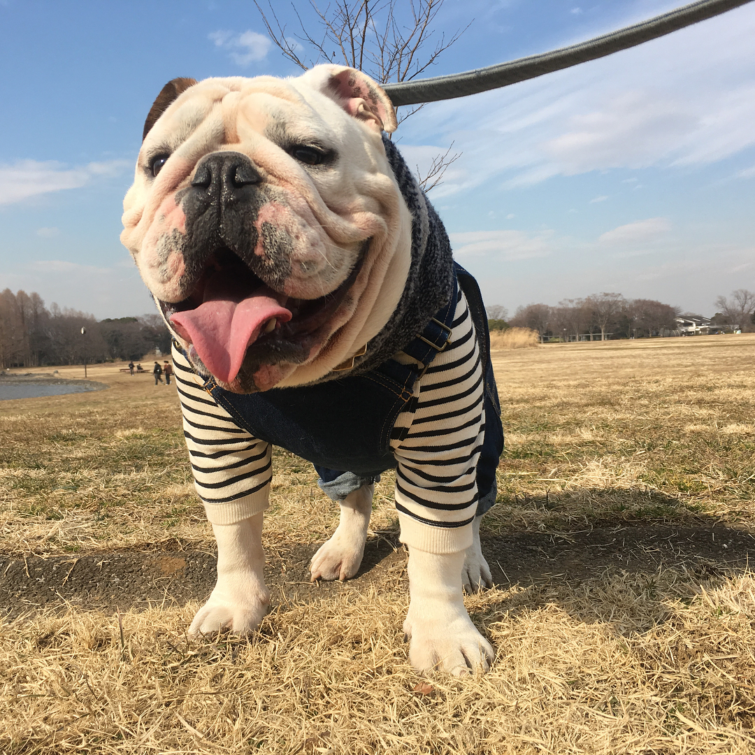 萌宠图片:斗牛犬的治愈和蠢萌不止一面!