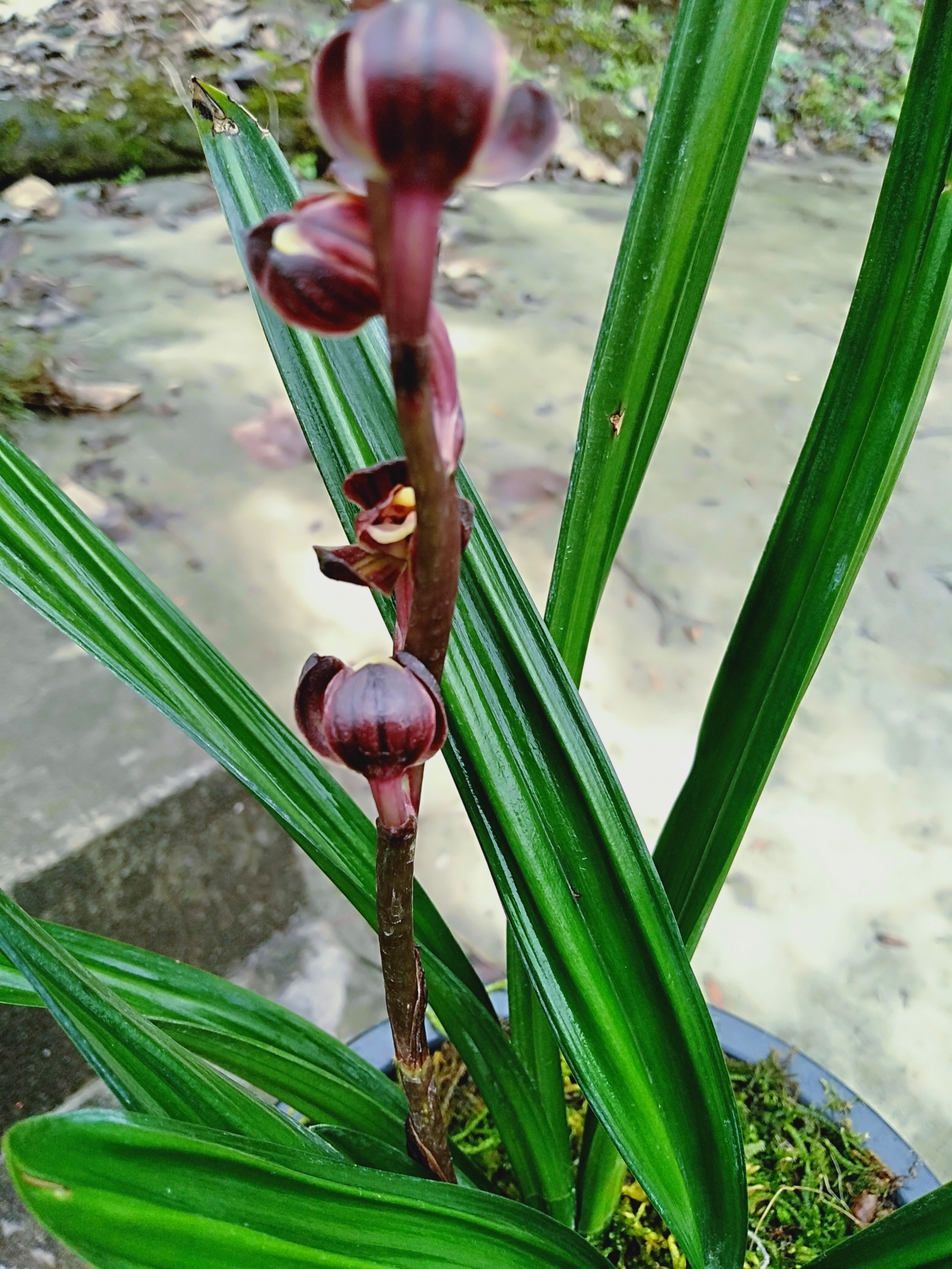 达摩兰黑红荷开花了,以下是同一盆草