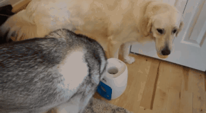 二哈与金毛的智商,一眼就能看出来了,真是有趣