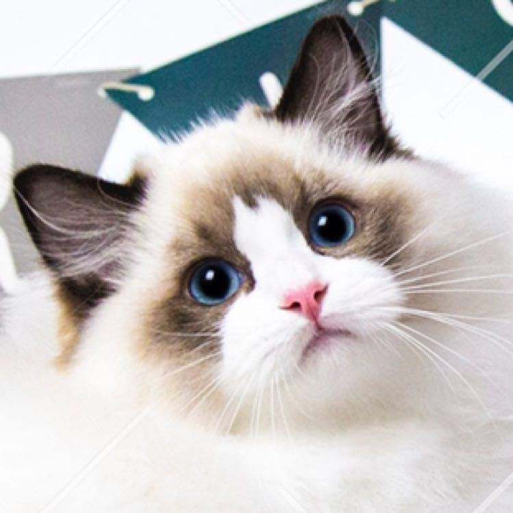 哇哦,仙女猫!