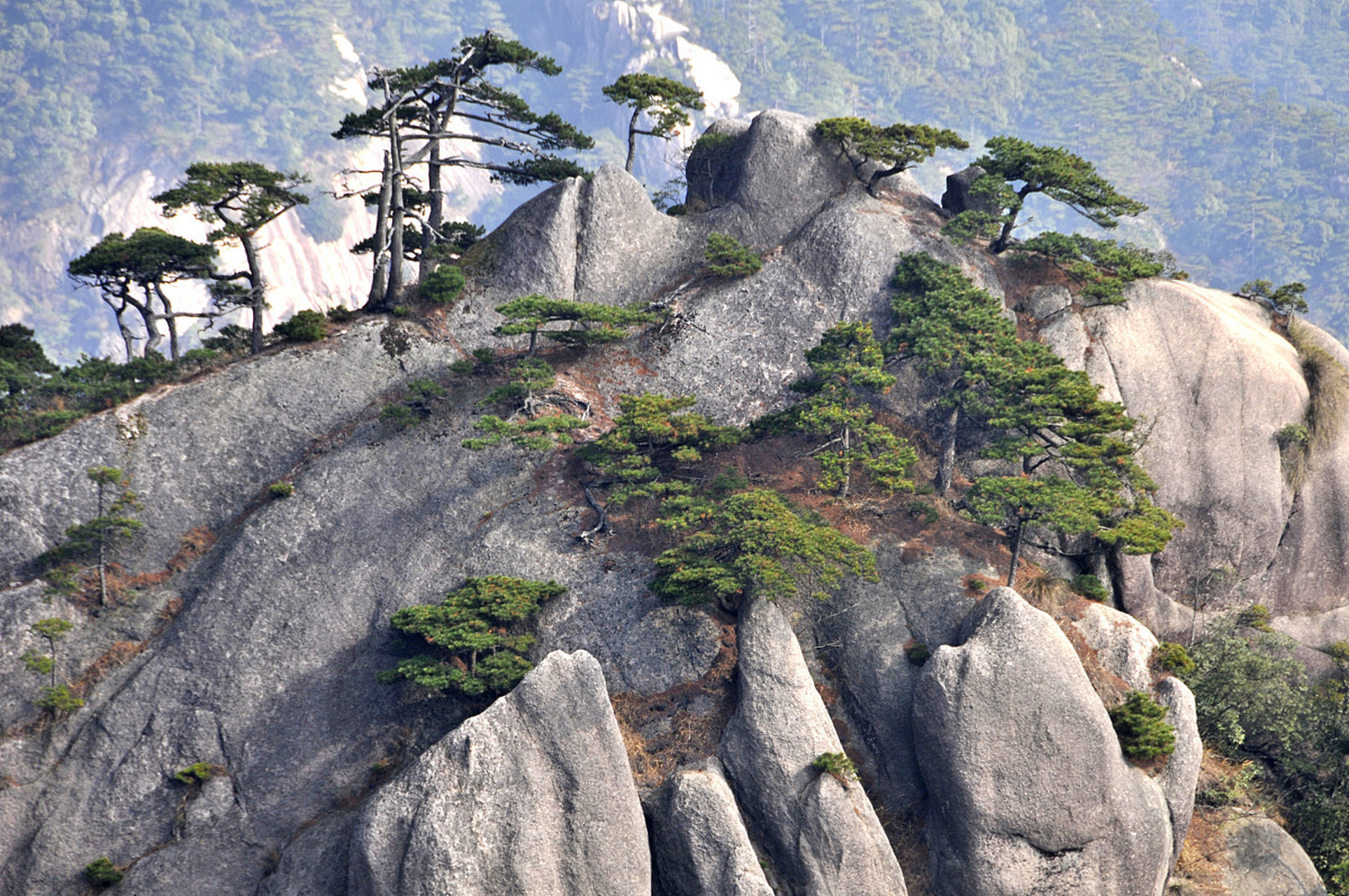 今天我要带大家走进神秘的安徽黄山莲花峰,探索它五年一开的原因.