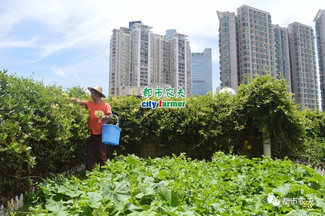 屋顶果园开阔你的想象力,初夏的果实有点甜!