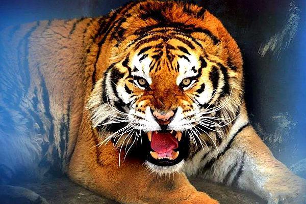 若要想干成大事,谨记这五大处事天规,助你如猛虎出笼般势不可挡