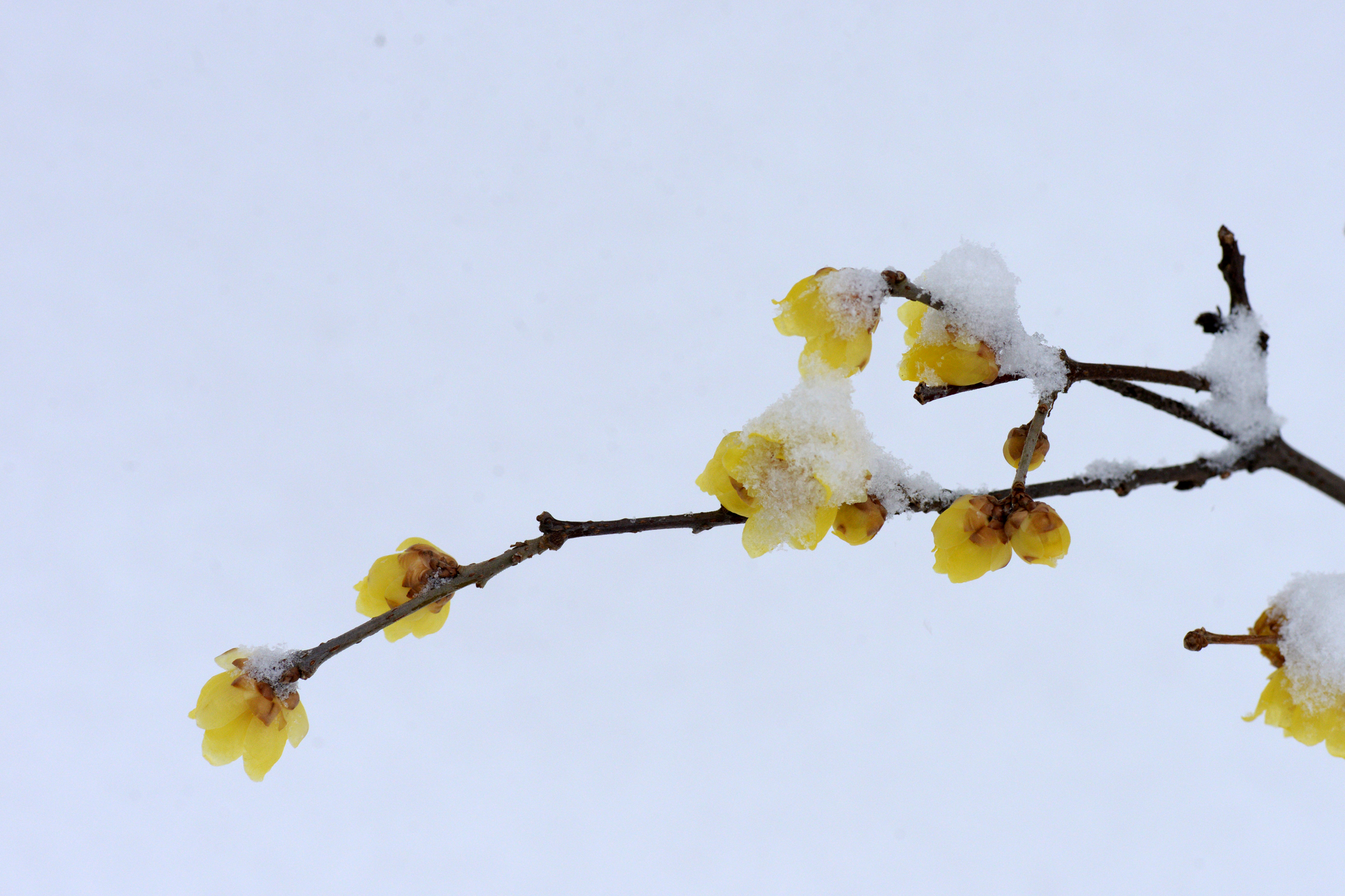 环境  3 雪中梅