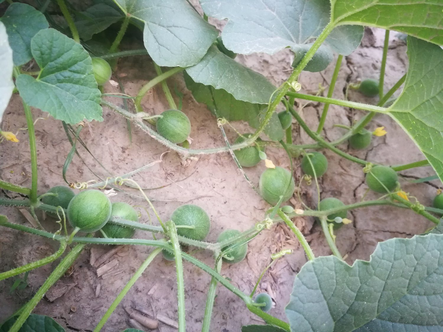 农村田间的小野瓜,又香又甜全身是宝,还有很多出色的药用功效