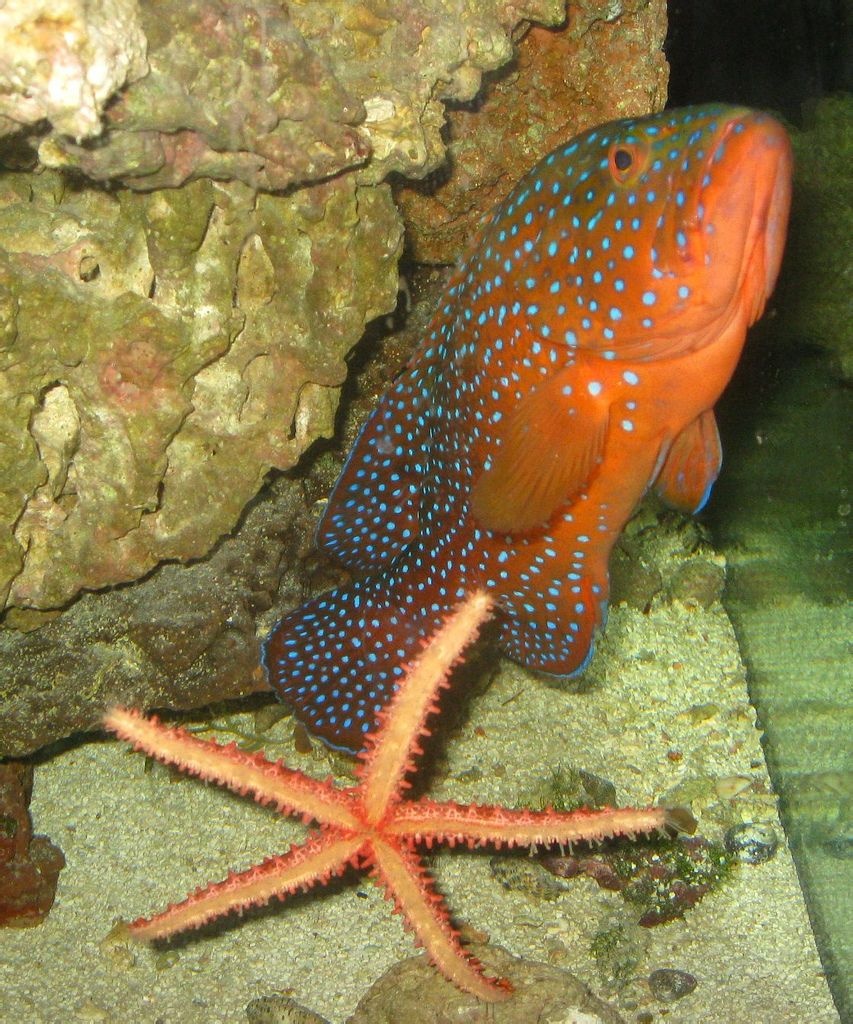 你真的了解鳃棘鲈鱼吗?给大家科普一下