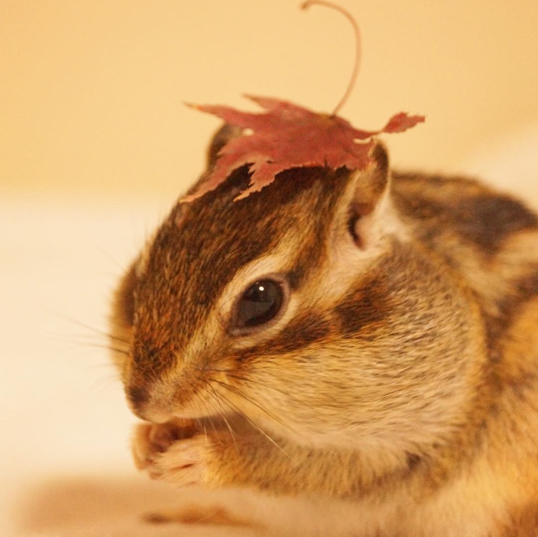 花粟鼠的腮帮子好神奇,什么都能放进去