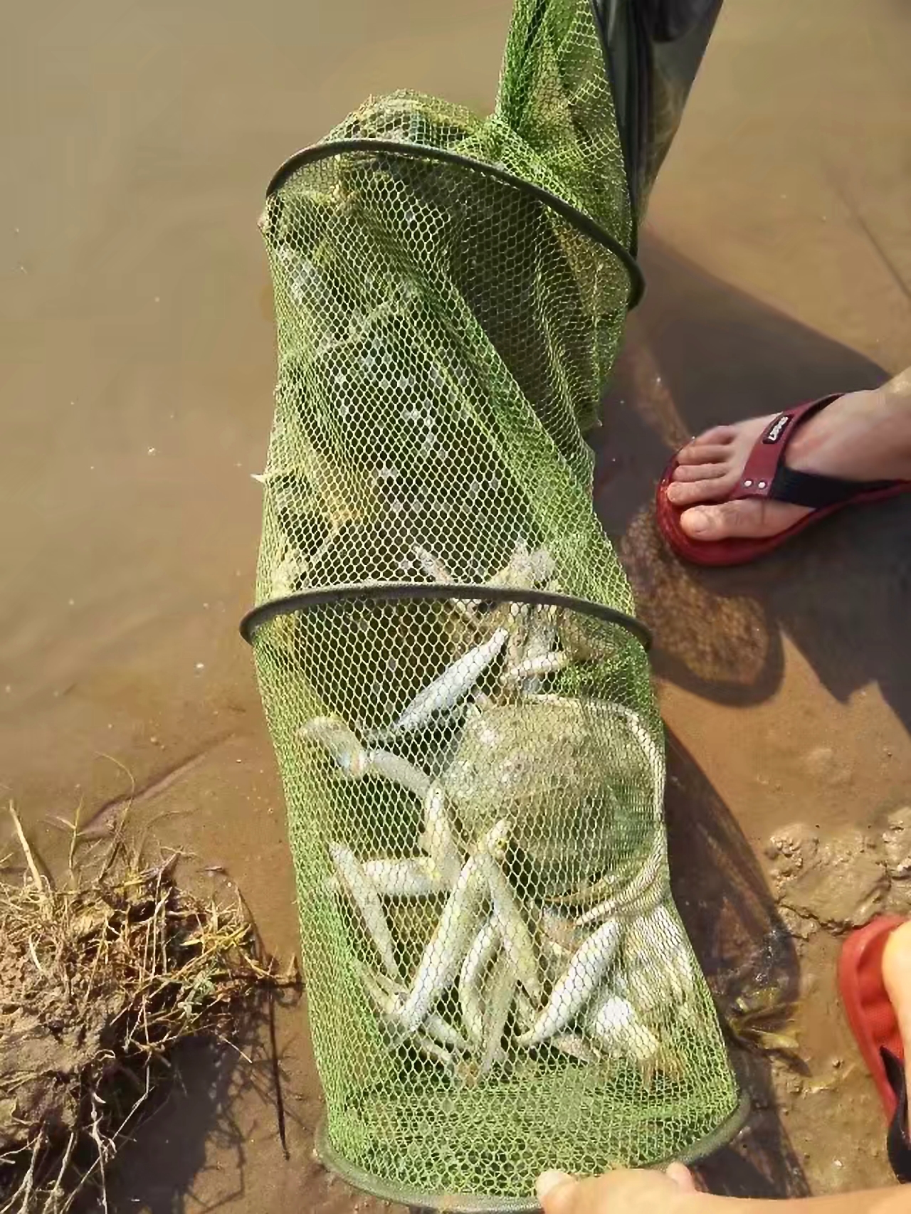 白条鱼,黄河最常见的鱼类,但能长到这么大的却相当少见.