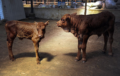 两头转基因"克隆牛",真的很可爱,想亲自去看看