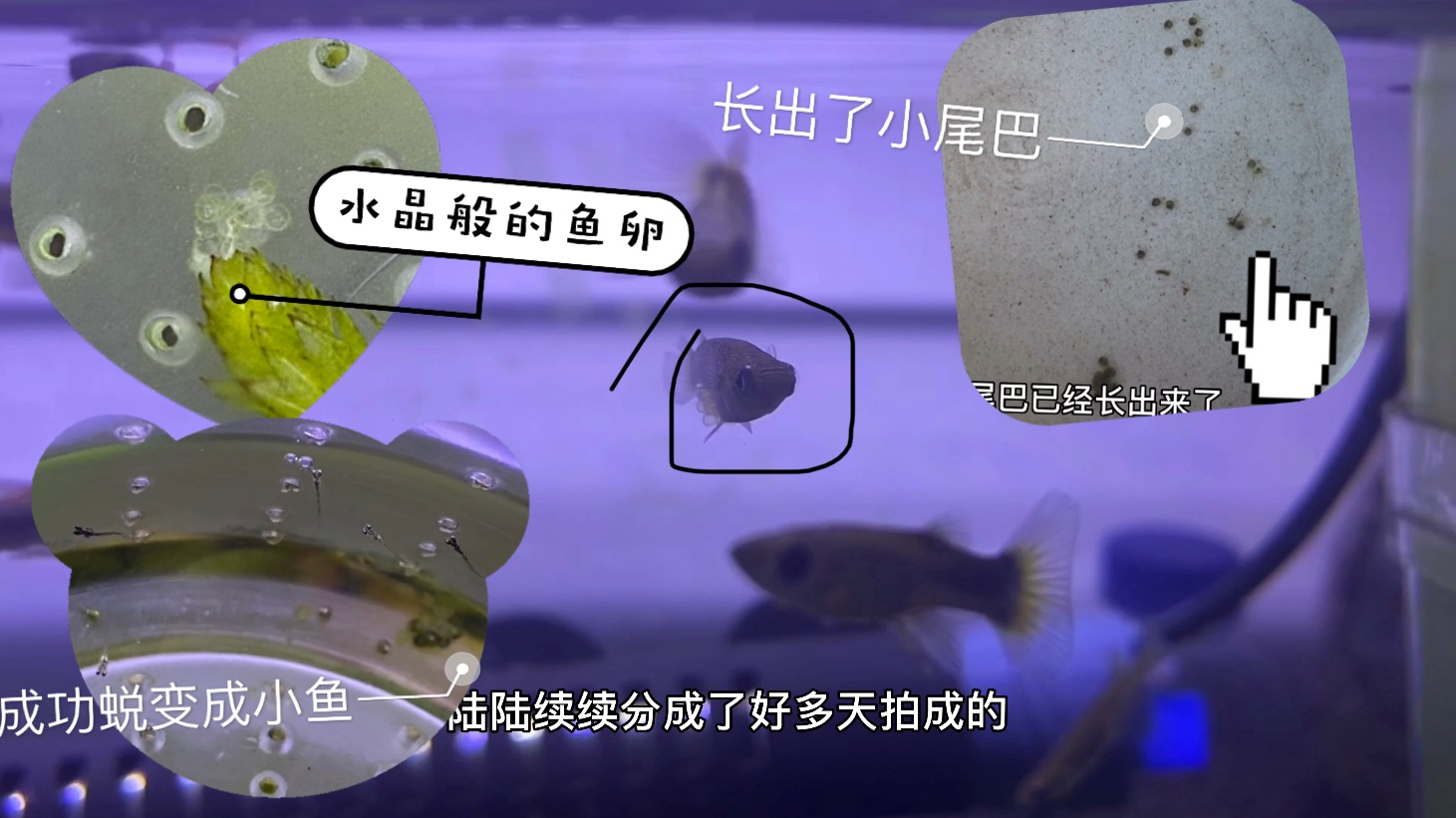 和我一起见证青鳉鱼是怎样产卵孵化的吧!养鱼乐趣多啊!