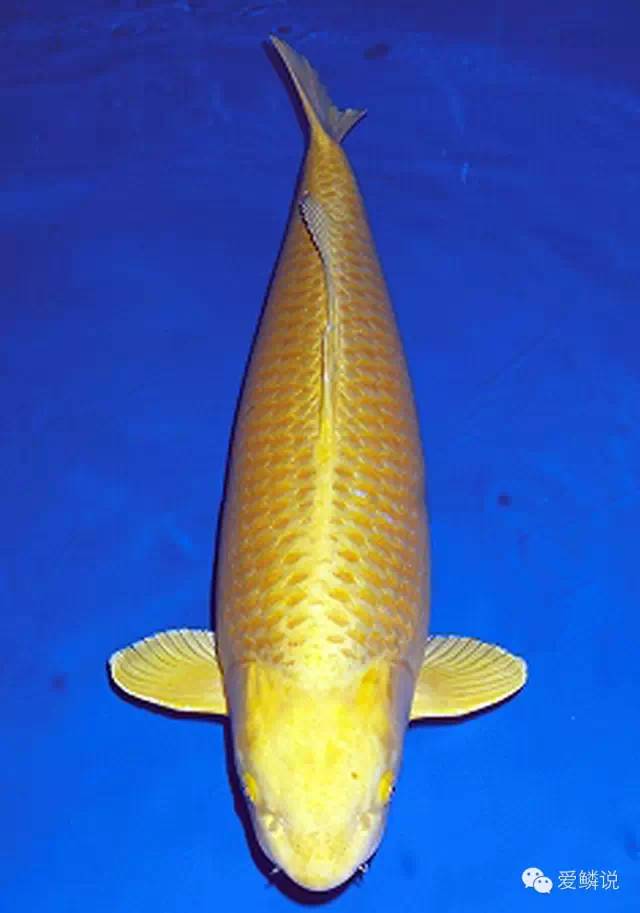 如何鉴赏锦鲤的鳍部?