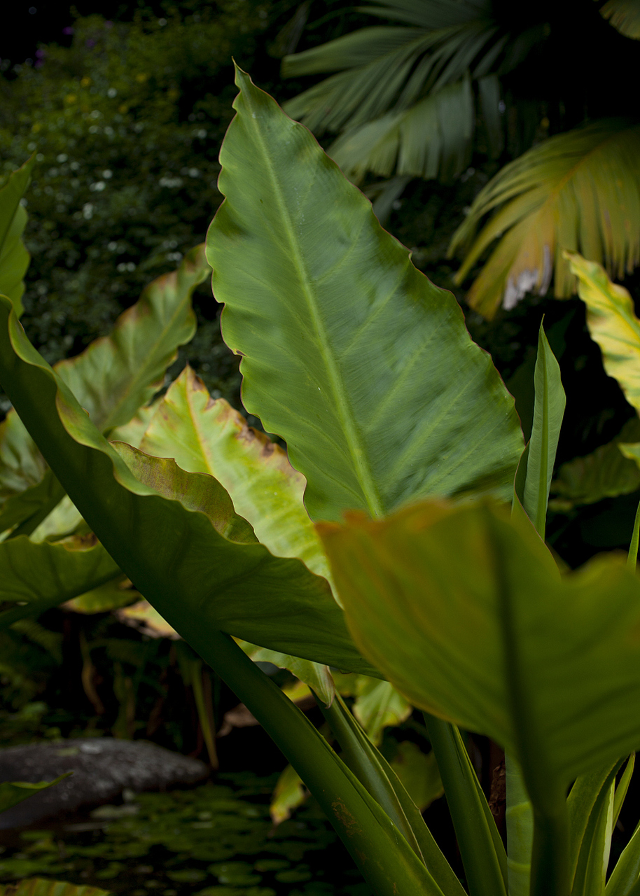 紫背波浪竹芋是一种观赏性强的植物,原产于南美洲热带地区,在中国南方