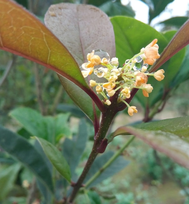 红花四季桂,株植比较单薄,叶子夹长