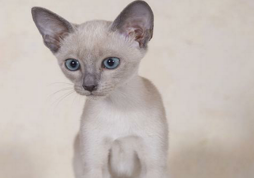 卡尔特猫又叫夏特尔蓝猫,原产地法国,据说是由法国卡尔特教派的修道院