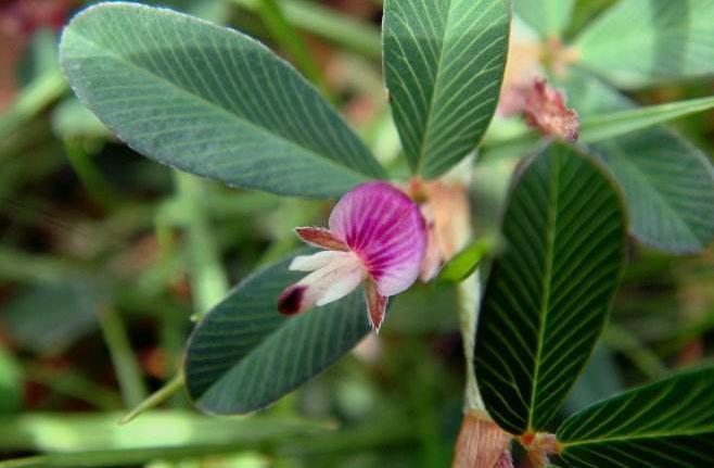农村这种野草,以前农民很讨厌,其实人称牛黄草药用价值高