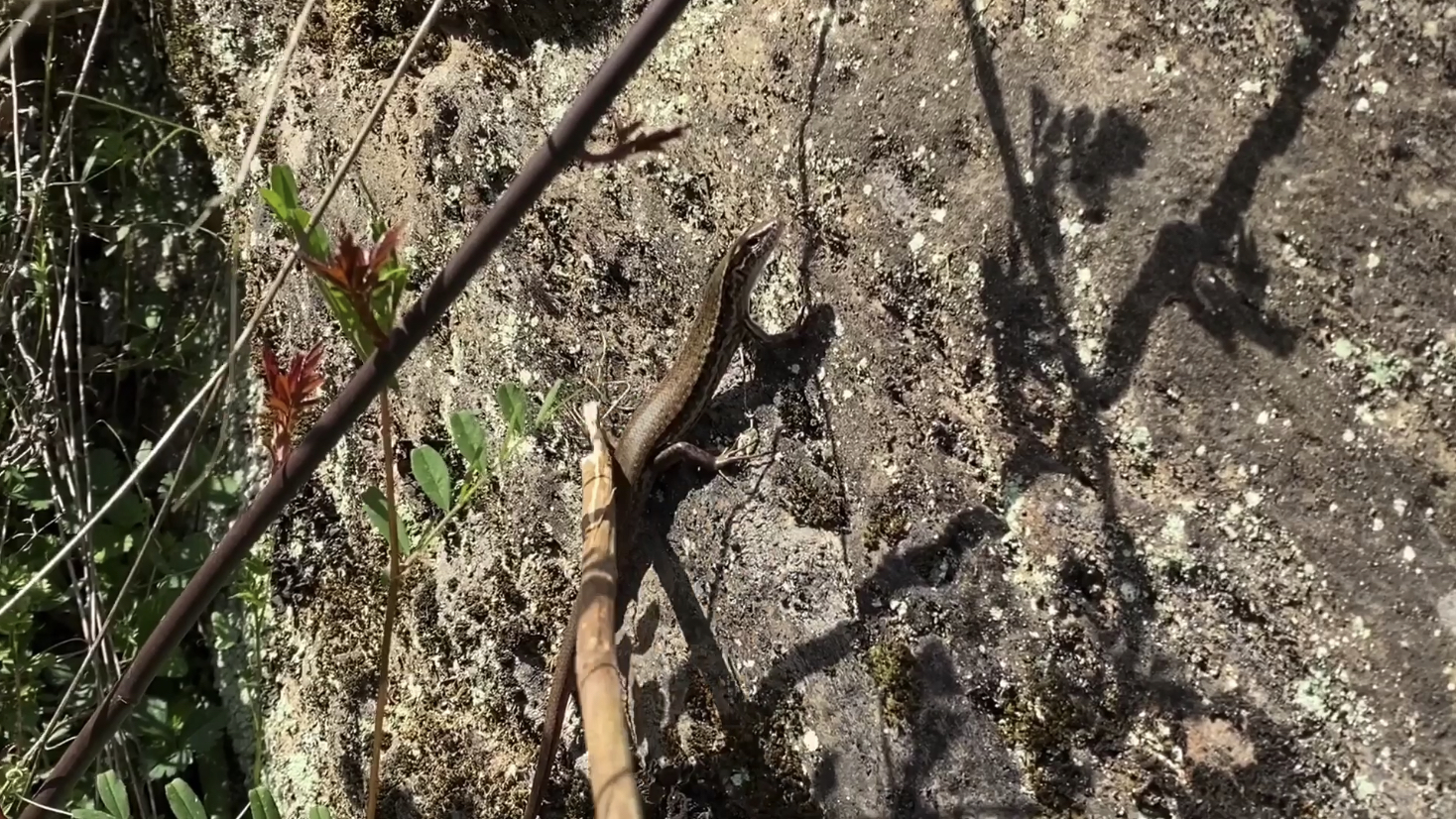 挖野菜偶遇蜥蜴,它趴在石头上晒太阳