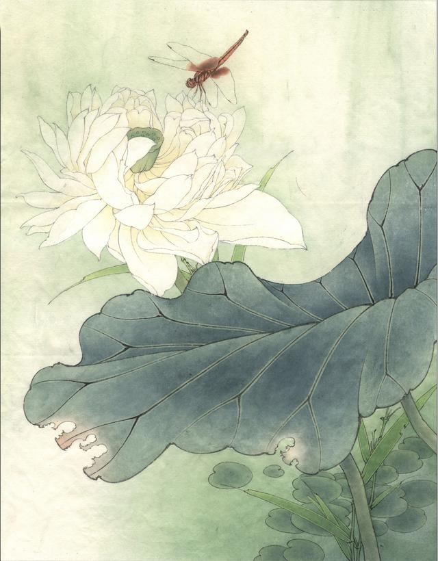 4幅工笔荷花白描染色步骤图,关注细节,注重写实!