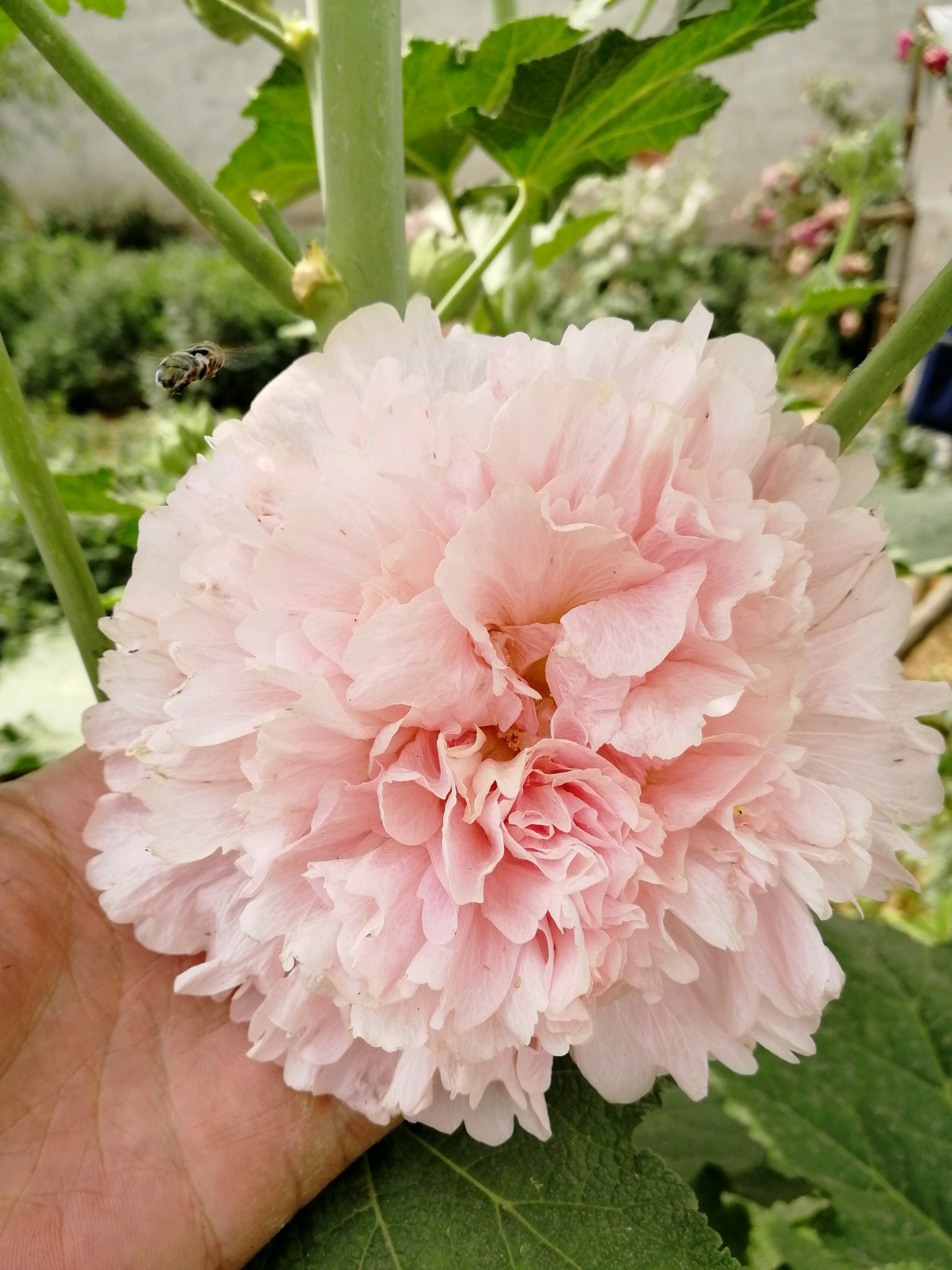 蜀葵重瓣花种子 - 2020年最新商品信息聚合专区 - 百度爱采购