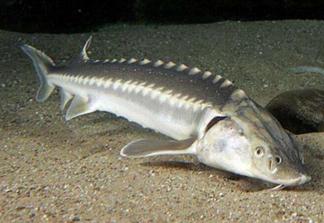 这种鱼体型庞大背上长刺,营养价值高味道好,如今已成濒危物种