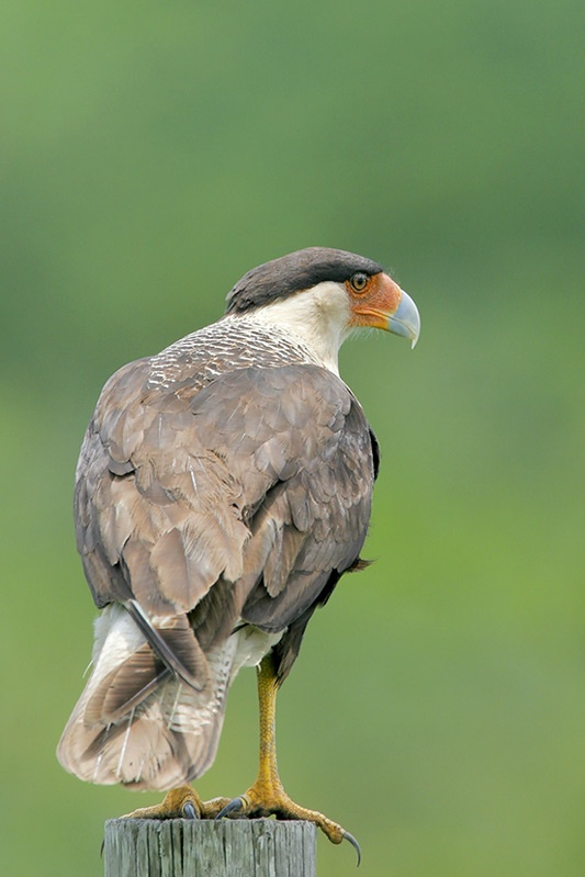 動物知識普及——北美鳳頭卡拉鷹