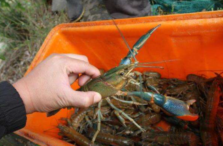 澳洲大龙虾养殖技术,如何养得个大肉肥?掌握这些能赚到更多